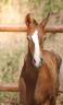 Potro KWPN Caballo de Deporte Neerland&eacute;s En venta 2026 Alaz&aacute;n tostado por Fifty fifty