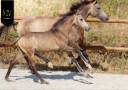 Potro KWPN Caballo de Deporte Neerland&eacute;s En venta 2026 Isabelo por Quaterhit