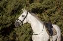 Caballo castrado PRE Pura Raza Espa&ntilde;ola En venta 2017 Tordo