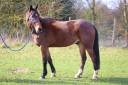 Caballo castrado Trot&oacute;n Franc&eacute;s En venta 2020 Bayo
