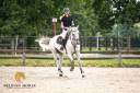 Caballo castrado Oldenburgu&eacute;s En venta 2015 Tordo