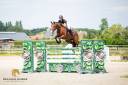 Caballo castrado BWP Caballo de Sangre Belga En venta 2016 Bayo