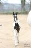 Caballo entero Silla Franc&eacute;s En venta 2026 Tobiano por HEROE DE CAFENY