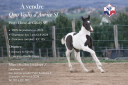 Caballo entero Silla Franc&eacute;s En venta 2026 Tobiano por HEROE DE CAFENY