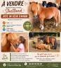Caballo castrado Shetland En venta 2019 Alaz&aacute;n por ASCOT DES FEES ONCP