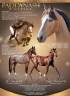 Caballo castrado PFS Poni Fran&ccedil;&eacute;s de Silla En venta 2025 Isabelo
