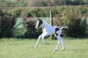 Caballo entero Origine Constat&eacute;e En venta 2026 Tobiano por Fier l Evidence z