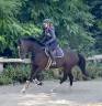 Yegua KWPN Caballo de Deporte Neerland&eacute;s En venta 2018 Negro