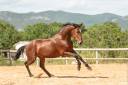 Caballo castrado Lusitano En venta 2020 Bayo por ARAGAO