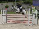 Caballo castrado Origine Constat&eacute;e En venta 2013 Tordo por GLOP BV
