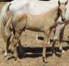Potro Silla Franc&eacute;s En venta 2026 Palomino