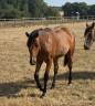 Potranca Welsh Part Bred En venta 2025 Bayo por USANDRO TILIA DERLENN (WPB)