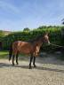 Caballo castrado Silla Franc&eacute;s En venta 2017 Bayo por Tenareze