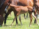Potro sBs Caballo de Deporte Belga En venta 2026 Bayo moreno