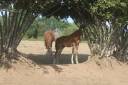 Potro sBs Caballo de Deporte Belga En venta 2026 Bayo moreno