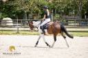 Caballo castrado Otra Raza de Poni En venta 2019 P&iacute;o