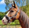 Yegua Lusitano En venta 2017 Bayo por SPARTACUS