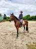 Caballo castrado Silla Franc&eacute;s En venta 2022 Bayo por BLACK JACK IXE