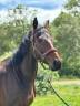Caballo castrado Pura Sangre En venta 2021 Bayo moreno