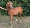 Potranca Welsh Poni (Secci&oacute;n B) En venta 2025 Alaz&aacute;n por EYARTH ANOKI