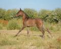 Potranca Lusitano En venta 2026 Negro por Onyx des Ocres