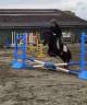 Caballo castrado Shetland En venta 2022 Negro
