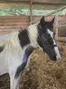 Caballo entero Origine Constat&eacute;e En venta 2025 P&iacute;o