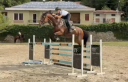 Yegua AES Anglo European Studbook En venta 2015 Bayo por Sea Coast Don't Touch Tiji Hero