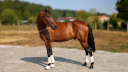 Caballo castrado PRE Pura Raza Espa&ntilde;ola En venta 2023 Bayo