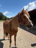Caballo castrado Origen No Constatado En venta 2020 Alaz&aacute;n