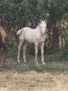 Potranca Quarter Horse En venta 2026 Crema por Dokky munk award