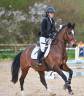 Caballo castrado PFS Poni Fran&ccedil;&eacute;s de Silla En venta 2015 Bayo por ACTIF D'ARGENT