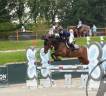 Caballo castrado KWPN Caballo de Deporte Neerland&eacute;s En venta 2018 Bayo moreno por Grand slam vdl