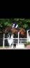 Caballo castrado Silla Franc&eacute;s En venta 2016 Bayo por Catchar Mail