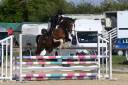 Caballo castrado Silla Franc&eacute;s En venta 2020 P&iacute;o por Fremch Touch's Dream