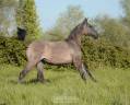 Potranca Lusitano En venta 2025 Grullo por Onyx des Ocres