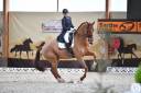 Caballo castrado KWPN Caballo de Deporte Neerland&eacute;s En venta 2011 Alaz&aacute;n