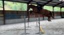 Caballo castrado sBs Caballo de Deporte Belga En venta 2019 Alaz&aacute;n por Joker ask