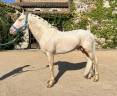 Semental cremello, noble y seguro