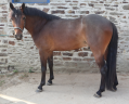 Caballo castrado PFS Poni Fran&ccedil;&eacute;s de Silla En venta 2023 Bayo moreno por O Ma Dou&eacute; Kersidal