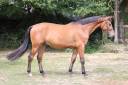 Caballo castrado Silla Franc&eacute;s En venta 2022 Bayo por deuxcatsix d'eglefin