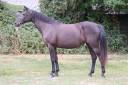 Yegua Silla Franc&eacute;s En venta 2016 Negro por LUCCIANNO