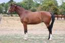 Yegua Silla Franc&eacute;s En venta 2021 Bayo por Prinz Clintus