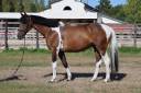 Caballo castrado Silla Franc&eacute;s En venta 2016 P&iacute;o por FIDELIO DU DONJON