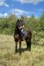 Caballo castrado sBs Caballo de Deporte Belga En venta 2023 Bayo