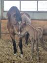 Potranca Welsh Part Bred En venta 2026 Alaz&aacute;n