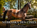 Caballo castrado Silla Franc&eacute;s En venta 2023 Roano por baladin de Flobecq
