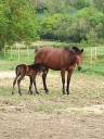 Propiedad ecuestre En alquiler Lot y Garona