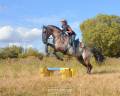 Semental Lusitano En venta 2018 Grullo por OUREM SAG