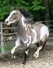 Caballo pinto de 1 a&ntilde;o de edad en venta